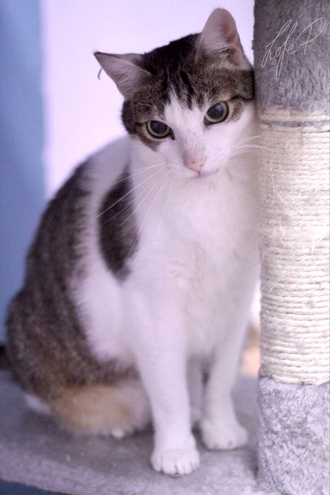 Cudowny, towarzyski i spokojny Termit czeka na dom!