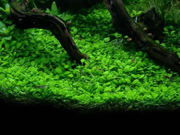 Glossostigma elatinoides – Planta Tapete para Aquário