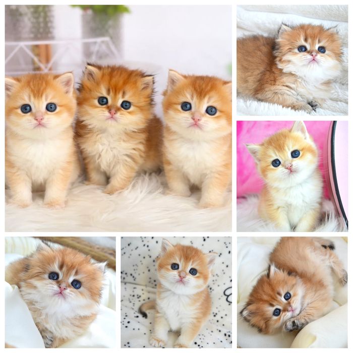 Британська золота шиншила кошенята