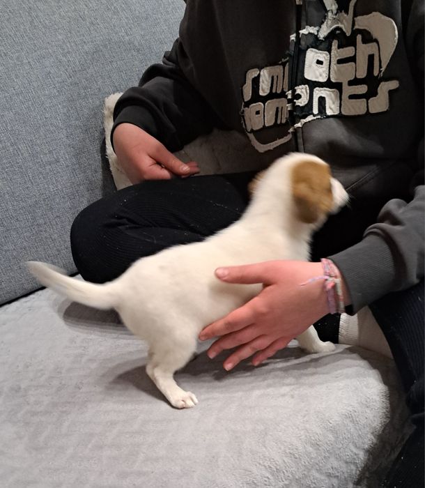 Jack Russell terrier