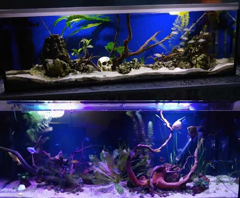 Lampa oświetlenie akwarium 50 cm royal blue niebieska ściemniacz