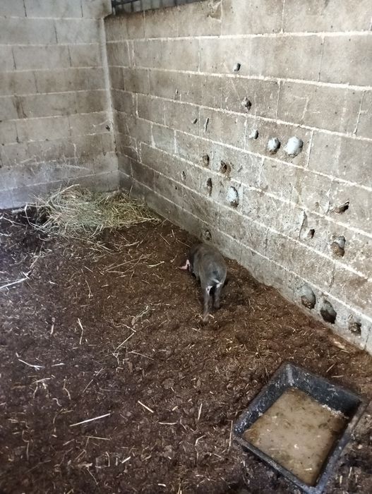 Vendo Leitões Prontos Para Entrega