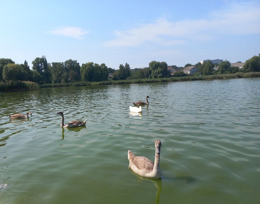 Продам будинок, садибу,хату, дачу  в селі Шапіївка  під Сквирою