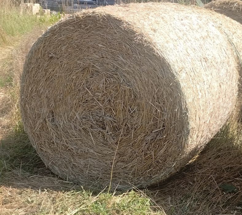 Sprzedam słomę pszenżytnią w balotach