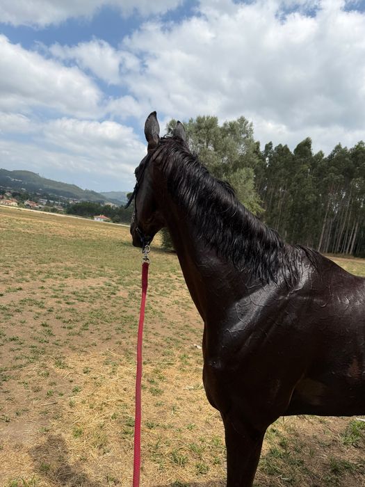 Trotador frances