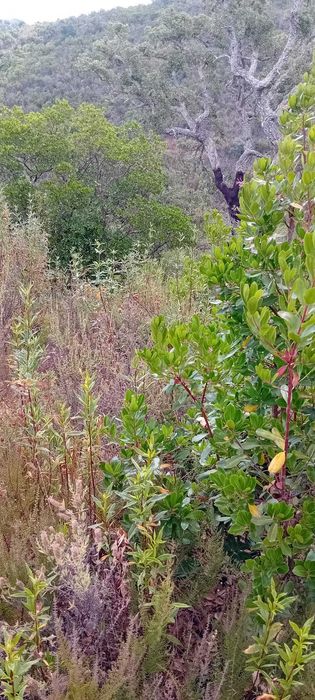 Terreno Agrícola de 24.000 m² com Nascente — Fitos, Santana da Serra