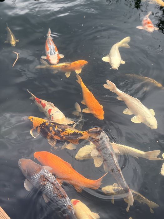 Koi narybek. Rodzice Japonia.