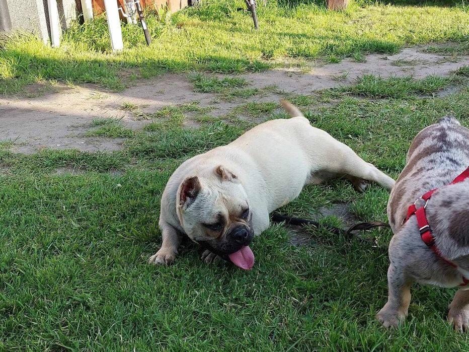 Oddam suczke american bully