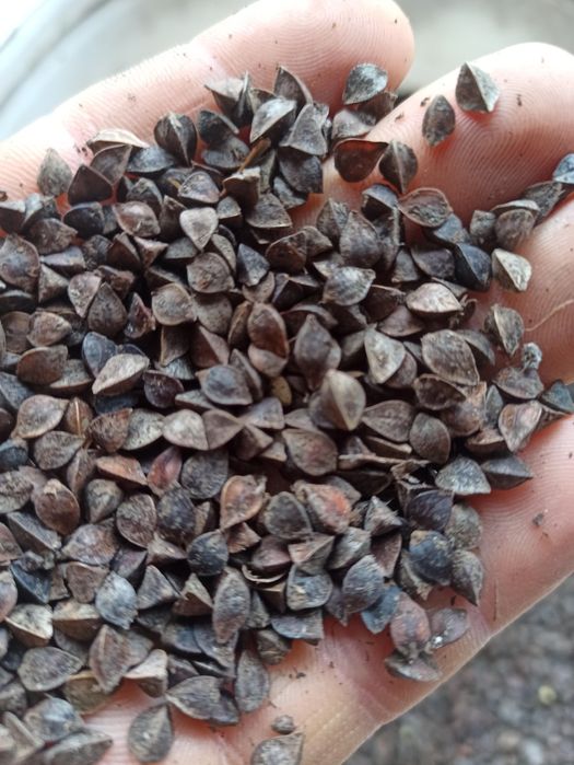 Gryka miododajna, poplon, przedplon