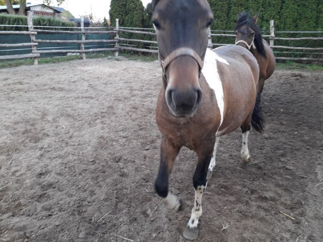 Klaczka huculska srokata