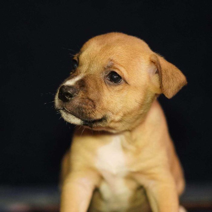Staffordshire Bull Terrier staffik piesek rudy  podpalany
