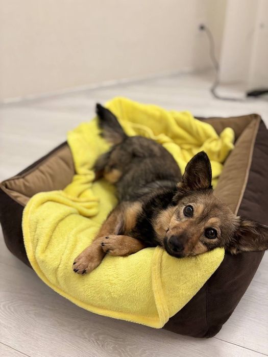 Маленька собачка стерилізована, вік 6–7 міс, Київ