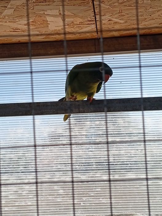 Conure cabeça azul