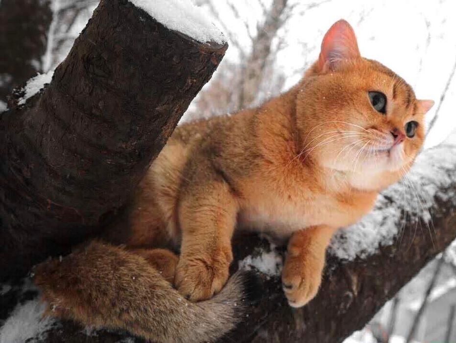 Золота шиншила котики