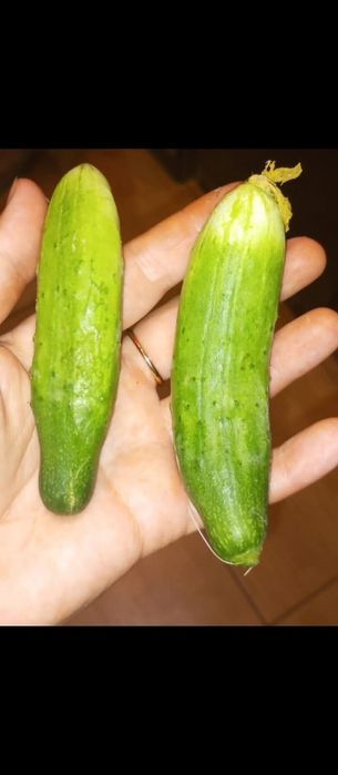 Nasiona kolekcjonerskie ogórka gruzińskiego