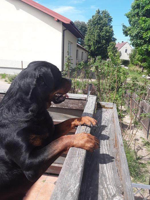 Rottweiler szczeniaki