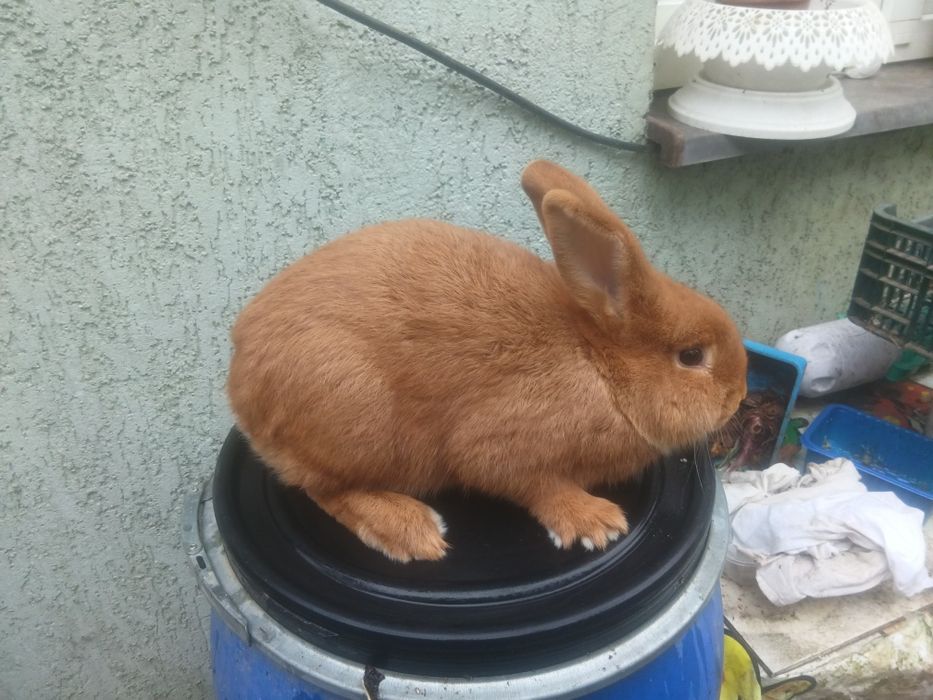 Króliki 5-6 miesięczne