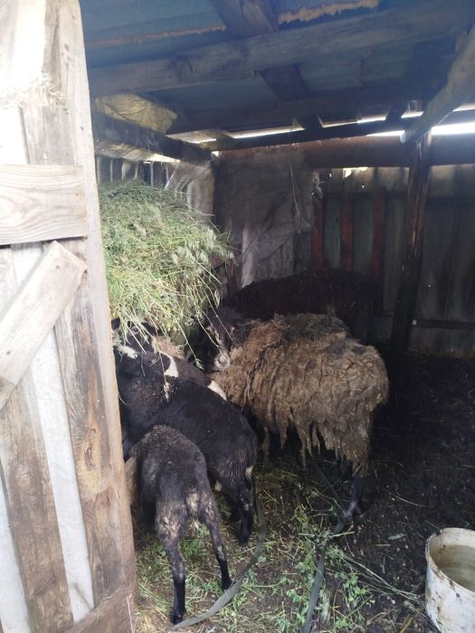 Продам вівці романівські