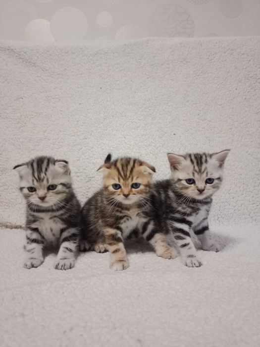 Продам мраморных котят.