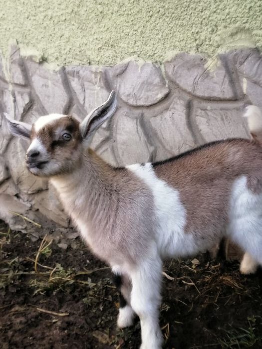 Козенята, козлик