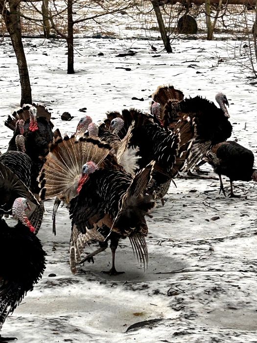 Sprzedam indory wylęg maj zeszłego roku