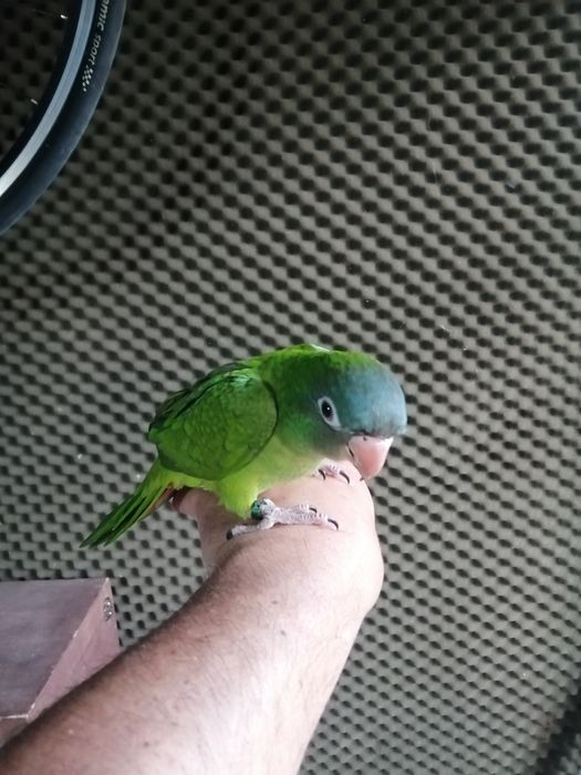 Conures cabeça azul domesticados