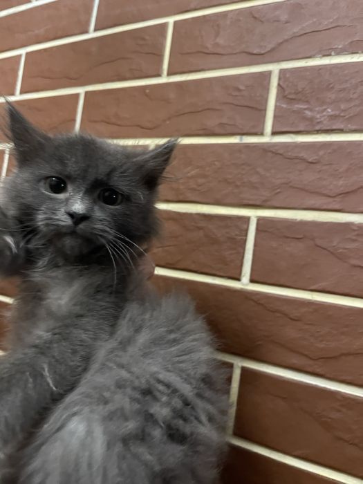 Безкоштовно кошенята