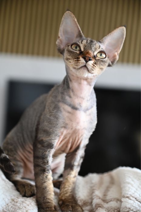 Koteczka Devon Rex