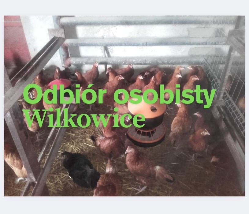 Kury nioski młode rossa rosa sandy dominant