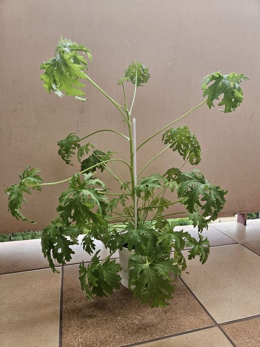 Anginka, geranium