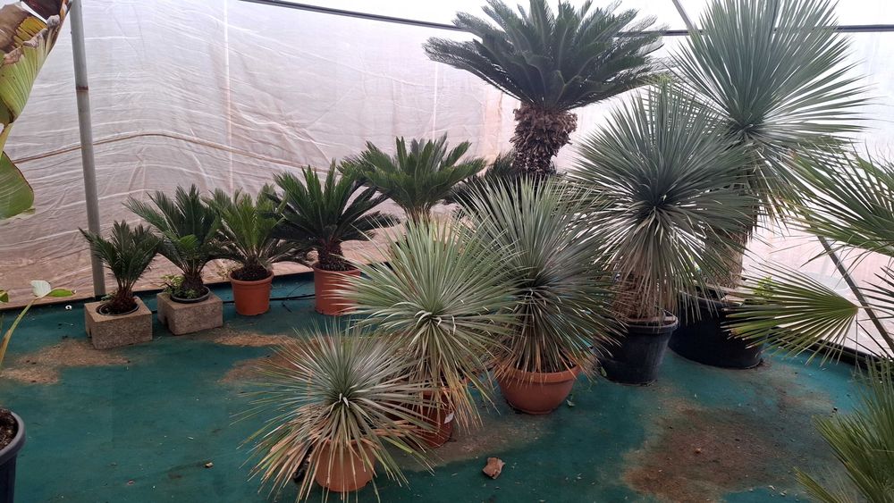 Jardim das Oliveiras