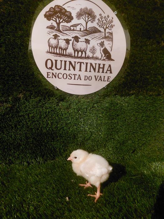 Pintos Leghorn Branca