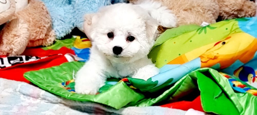 Bichon frise suczka zkwp