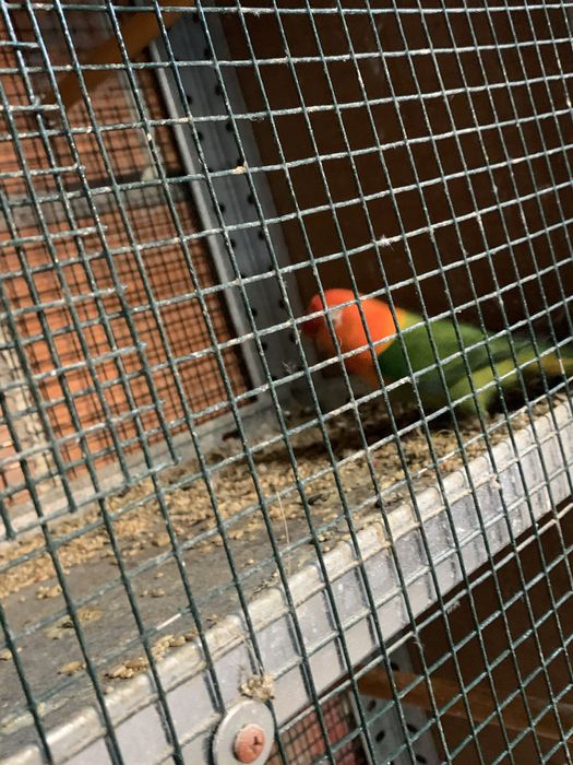 Alguns agapornis disponiveis