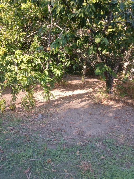 Vendo quintinha em tábua