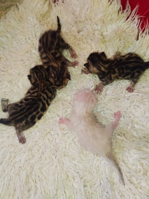 Бенгальські кошенята