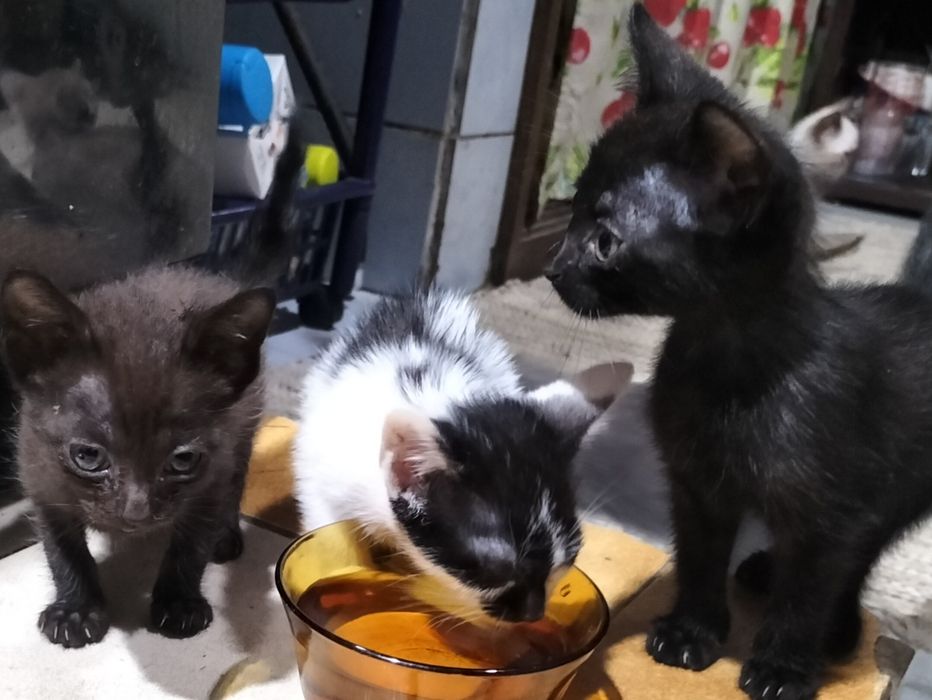 Gatinhos para adoção