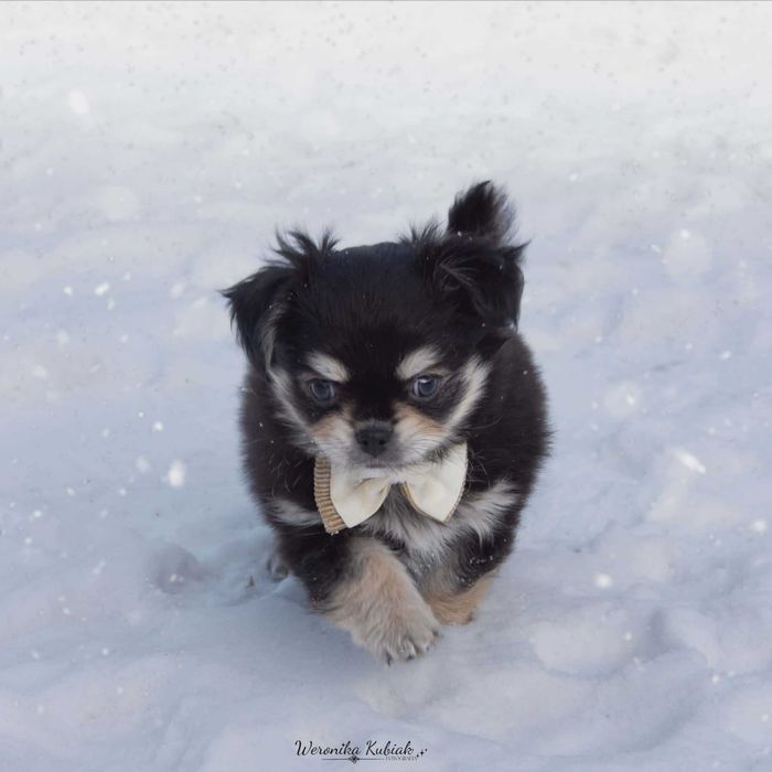 FERRARI - Długowłosy Chihuahua