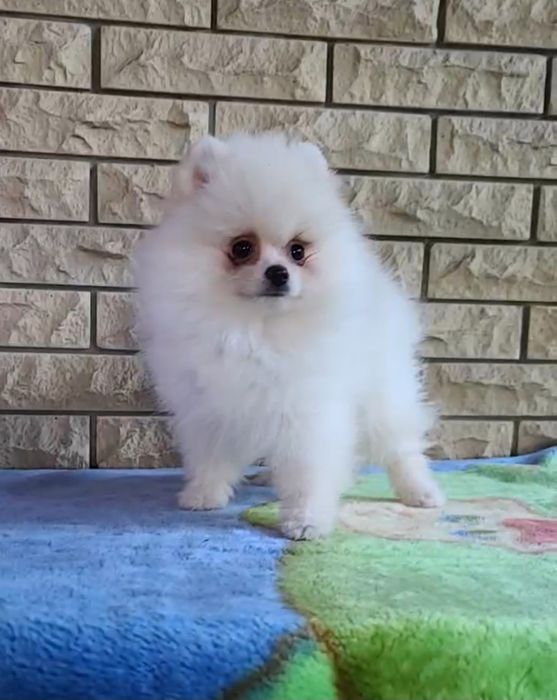 Дівчата в Дніпрі ПоДаРуНоК для коханих