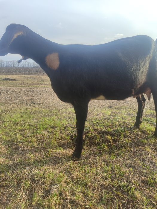 Продам козу дійну