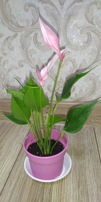 Антуріум Лілі+інші сорти.