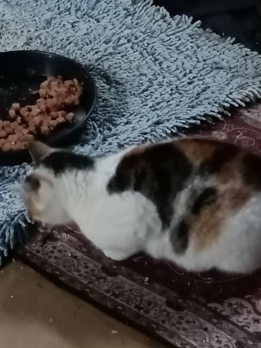 Kotki 2 małe obecnie 5 msc