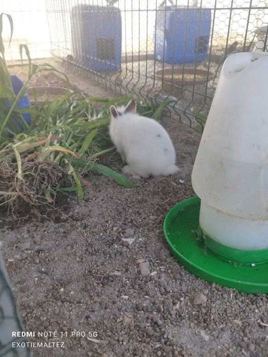 Coelhos anões branquinhos