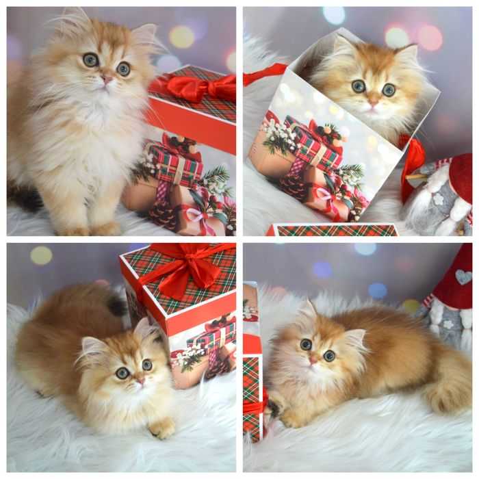 Британська золота шиншила котята