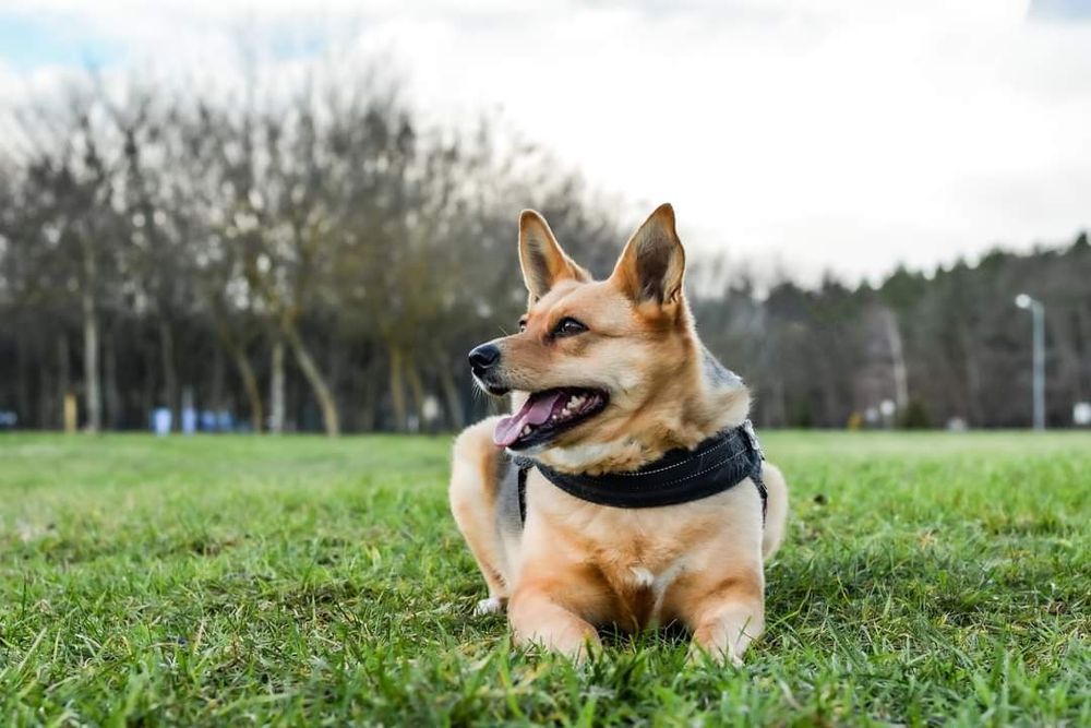 Urocza Inka prosi o Dom! Czy ktoś ją pokocha? Grozi jej schronisko...