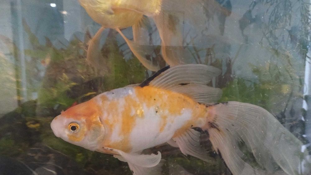 Karasie ozdobne do oczka wodnego