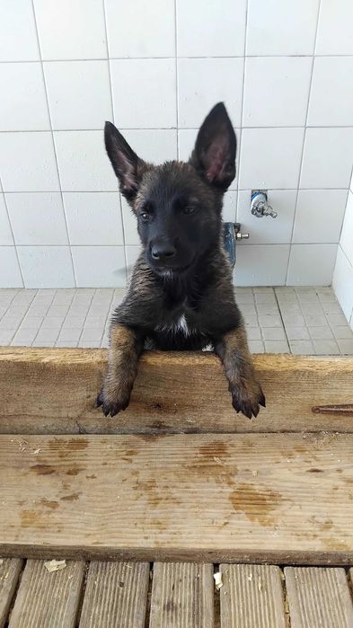 Pastor Belga Malinois