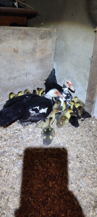 Індокачка,шипуни,каченята,різного віку і окрасу.