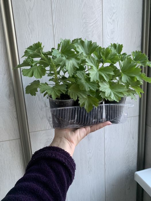Пеларгония королевская