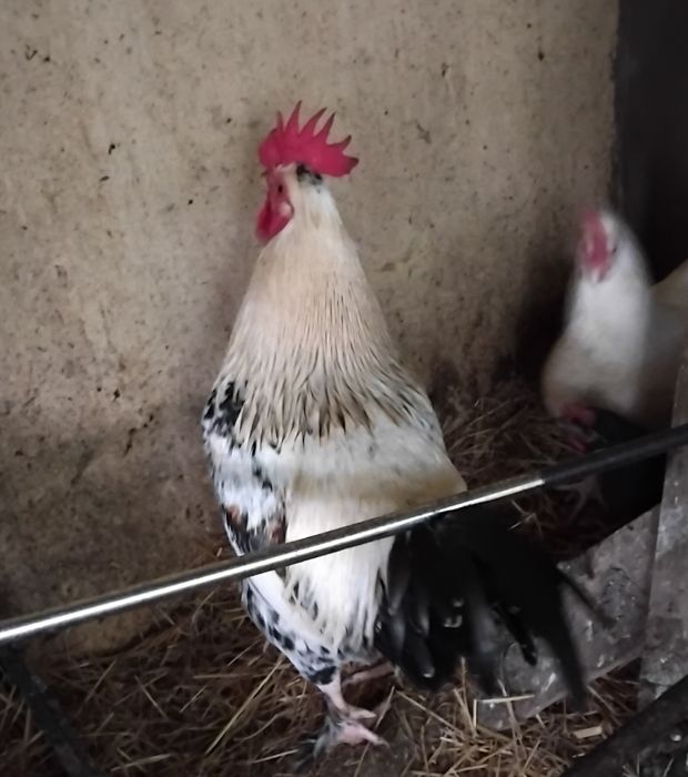 Garniso macho adulto